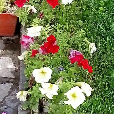 Vila Bachkovo * Bachkovo