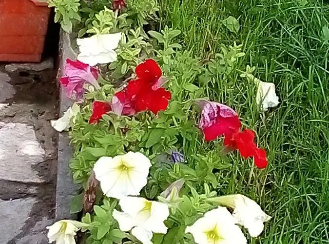 Vila Bachkovo * Бачково